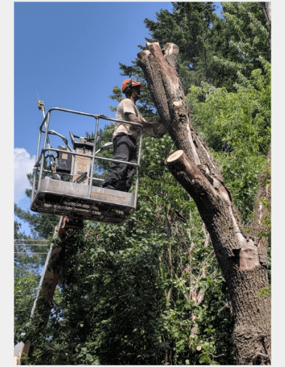 abattage-elagage-service-d-arbres-du-quartier_2-C